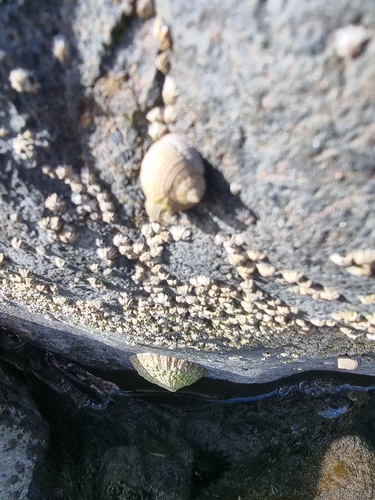 Tectarius striatus