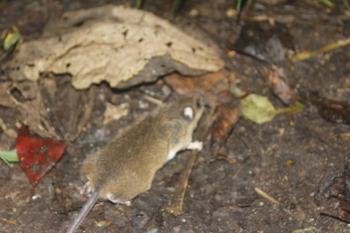 Mexican Deer Mouse