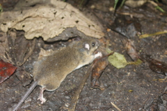 Peromyscus mexicanus
