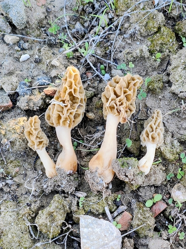 Autumn Morel