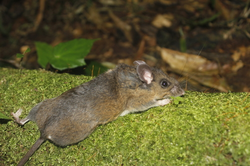 Mexican Deer Mouse