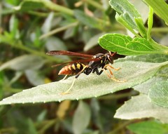 Polistes weyrauchorum