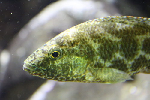 Polystigma (Nimbochromis polystigma) — Cichlidae — 5