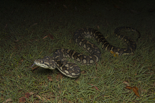 Coastal Carpet Python sighting