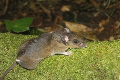 Peromyscus mexicanus