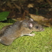 Totontepec Deer Mouse - Photo (c) Juan Cruzado Cortés, some rights reserved (CC BY-SA), uploaded by Juan Cruzado Cortés