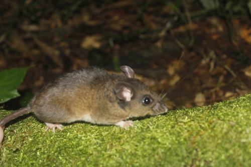 Mexican Deer Mouse