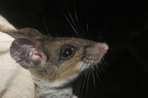 Mexican Deer Mouse