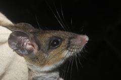 Peromyscus mexicanus