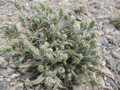 Plantago helleri