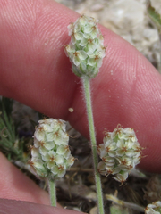 Plantago helleri