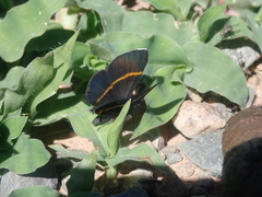 Parcella amarynthina