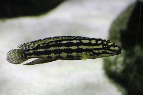 Marliers julie (Julidochromis marlieri) — Cichlidae