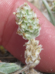 Plantago helleri