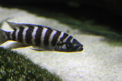 Cylindrical lamprologus (Neolamprologus cylindricus) — Cichlidae — 4