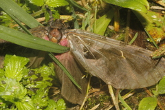 Phassus triangularis