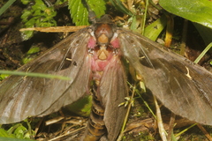 Phassus triangularis