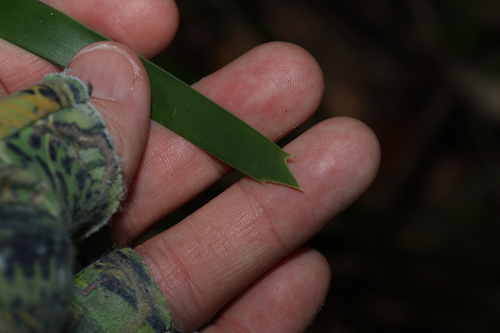 rainforest mat rush (Lomandra spicata)