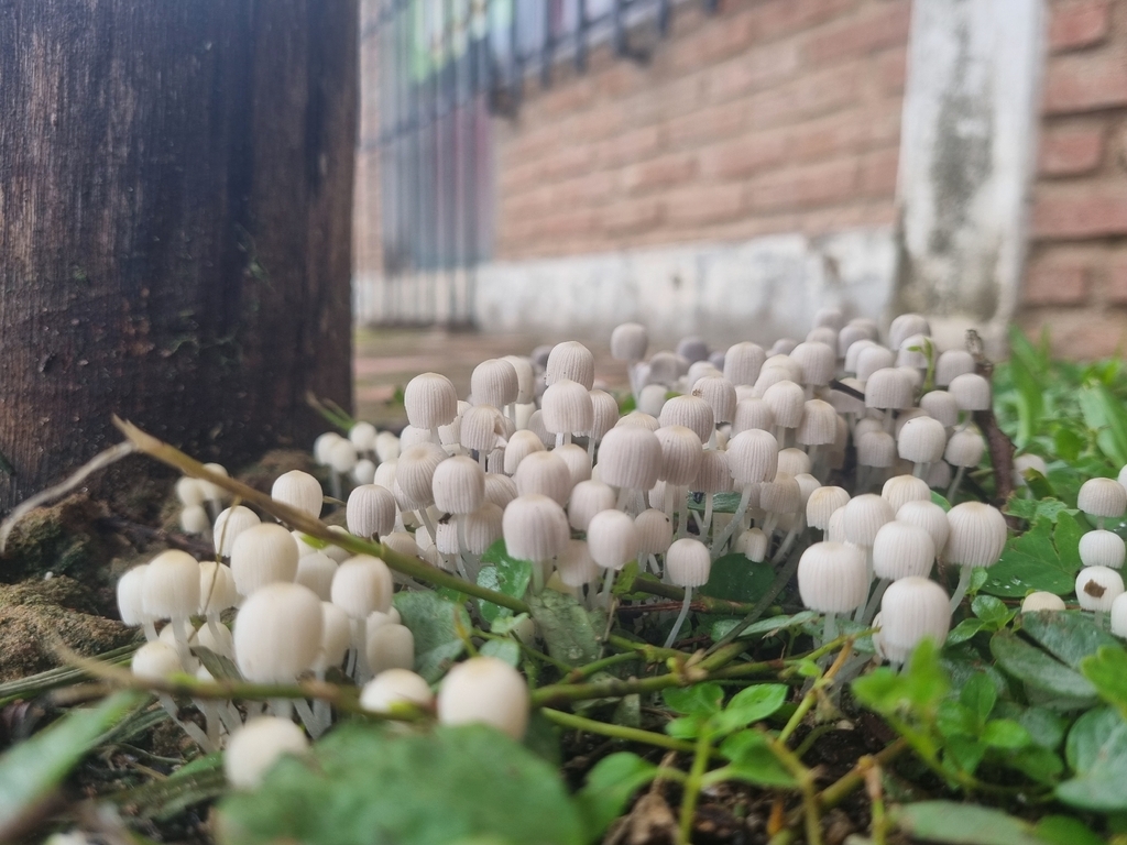 Coprinellus disseminatus · December 2025 · photo: © francorichieri (iNaturalist, cc-by-nc)