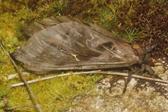Phassus triangularis