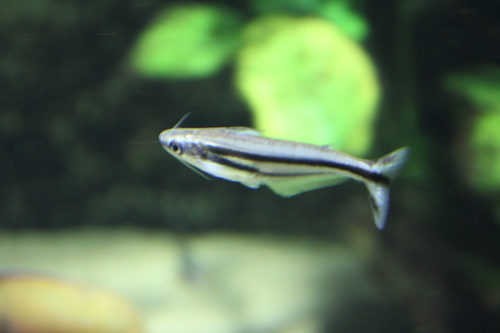African glass catfish (Pareutropius debauwi) — Schilbeidae — 5