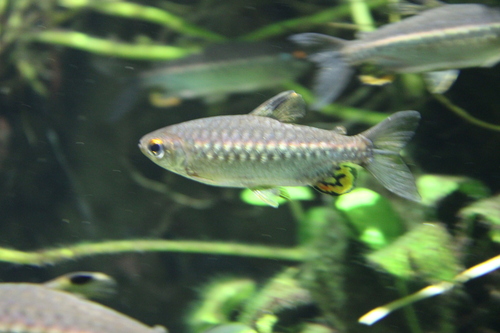 African red-eyed characin (Arnoldichthys spilopterus) — Alestidae — 2
