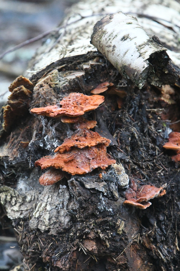 Pycnoporellus fulgens · December 2025 · photo: © marina_sad (iNaturalist, cc-by)