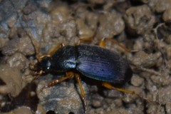 Chlaenius laticollis