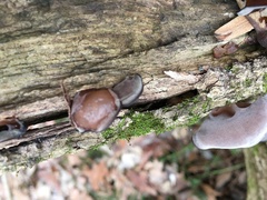 Auricularia fuscosuccinea