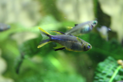 Celebes rainbowfish (Marosatherina ladigesi) — Telmatherinidae — 3
