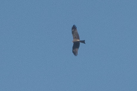 Black Kite