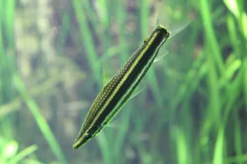 Ternetz's anostomus (Anostomus ternetzi) — Anostomidae