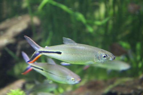 Slender hemiodus (Hemiodus gracilis) — Hemiodontidae