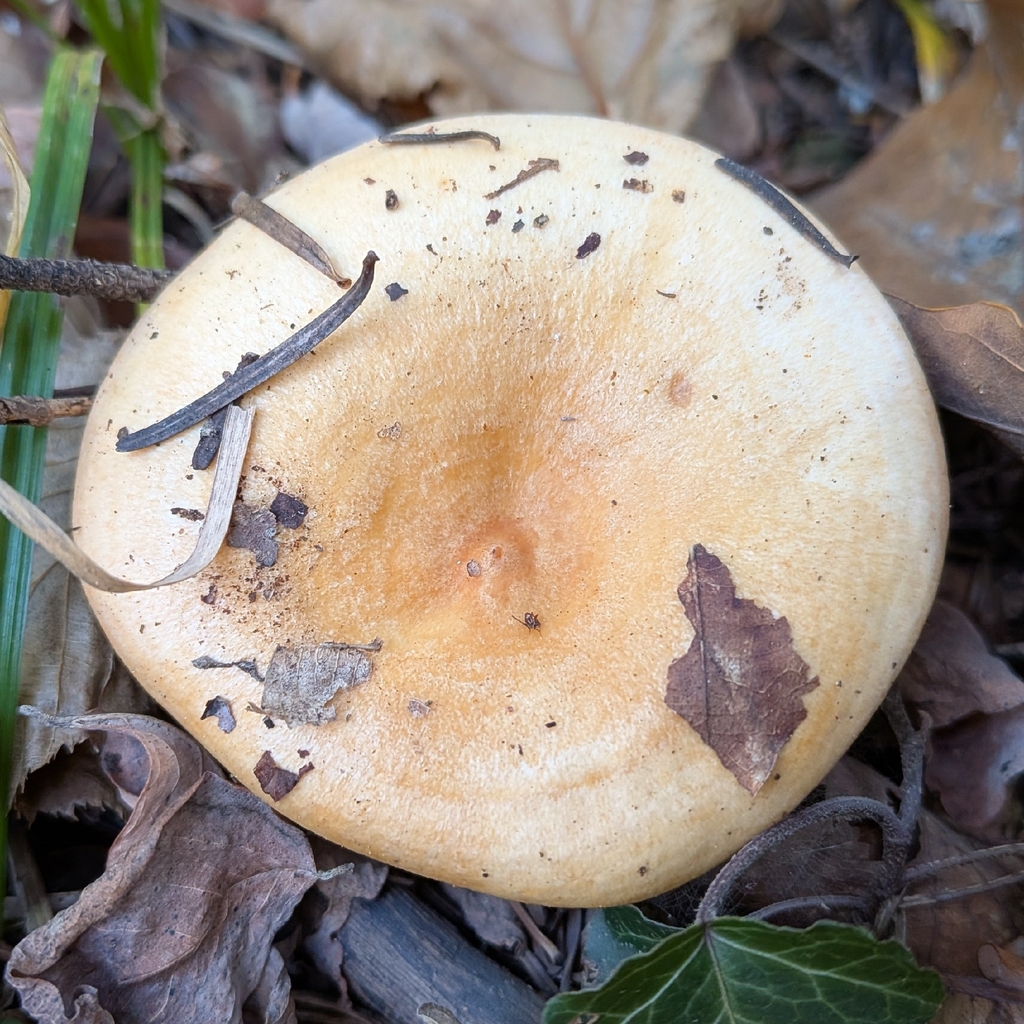 Lactarius deterrimus