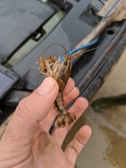 Procambarus pentastylus