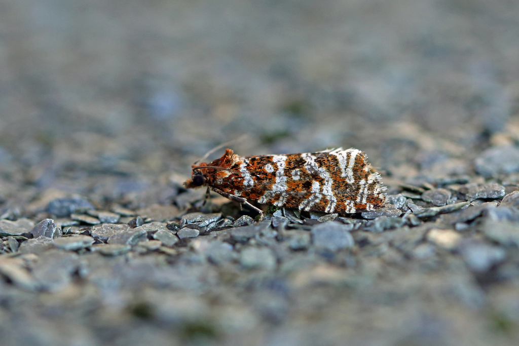 Olethreutes schulziana