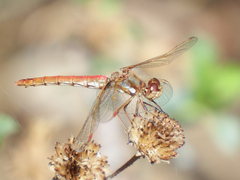 Sympetrum gilvum
