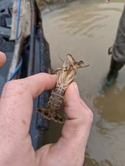 Procambarus pentastylus