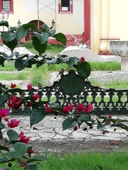 Zonotrichia capensis