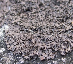 Montanelia disjuncta