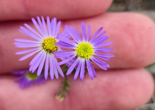 Variable Daisy (Brachyscome ciliaris)