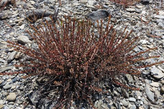 Epilobium melanocaulon