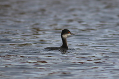 Podiceps nigricollis
