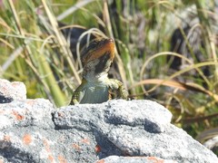 Pseudocordylus microlepidotus