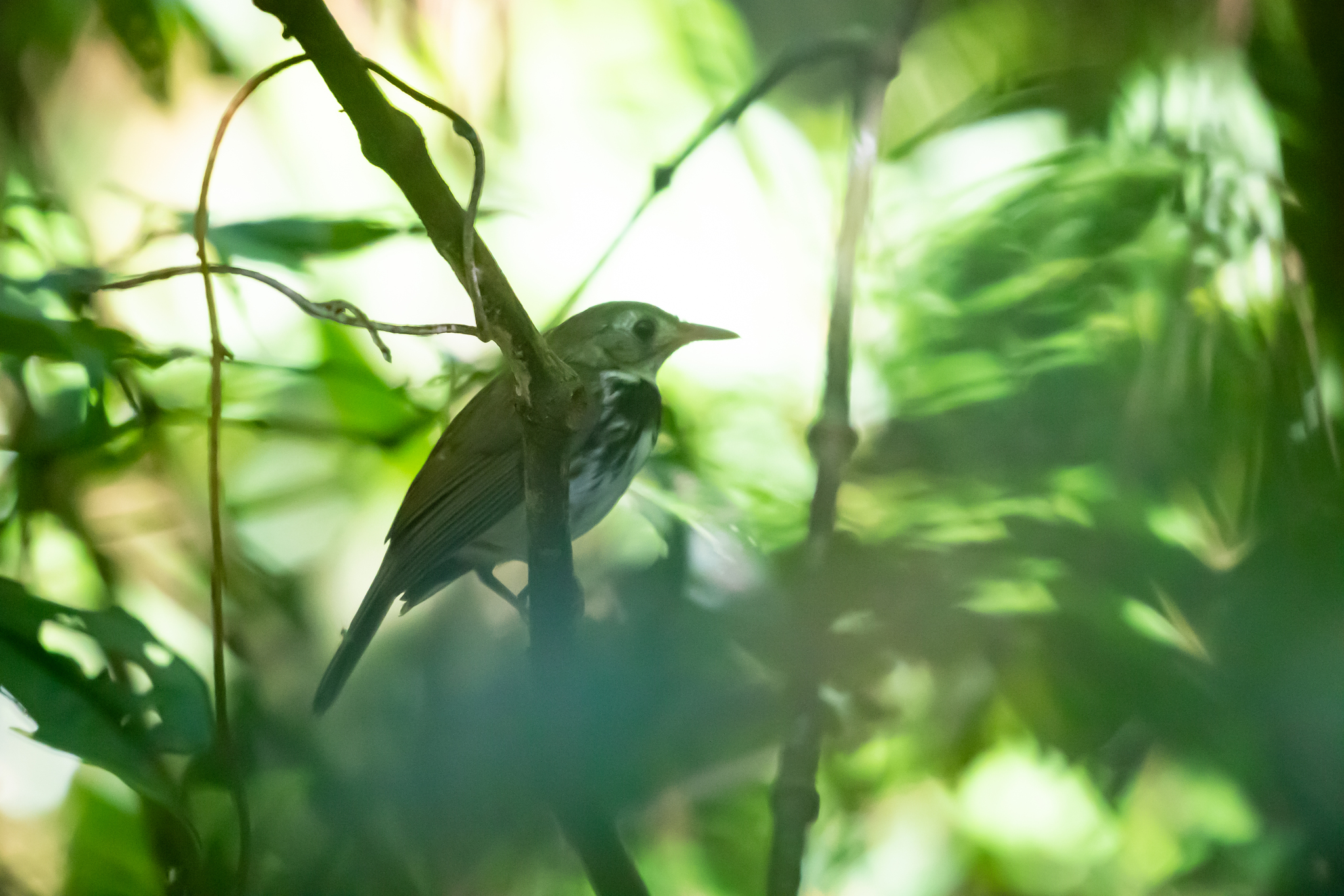 Southern Antpipit (Corythopis delalandi), photo 8