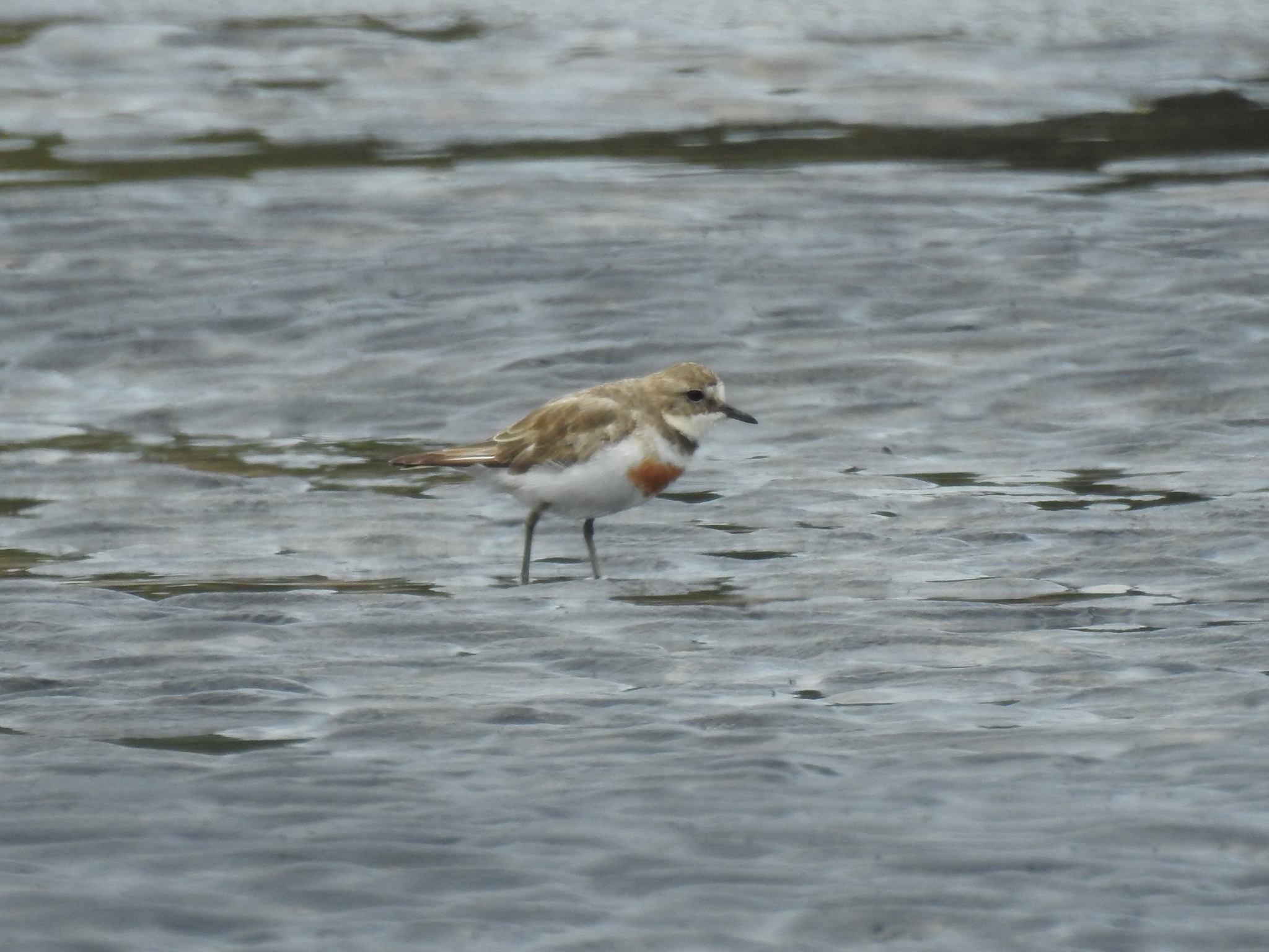 Anarhynchus bicinctus bicinctus