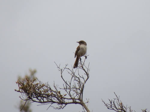 Dark-winged Canastero (Asthenes arequipae), photo 8