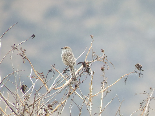 Streak-backed Tit-Spinetail (Leptasthenura striata), photo 7