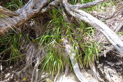 Anthoxanthum redolens