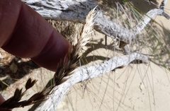 Anthoxanthum redolens